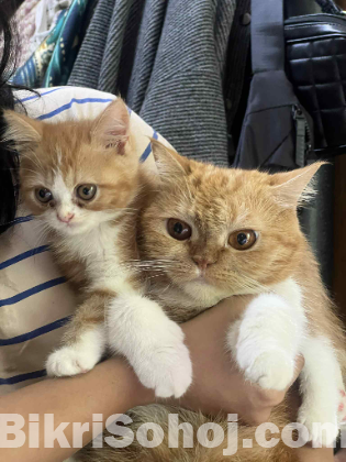 Traditional Short Hair Persian Kitten Male Cat